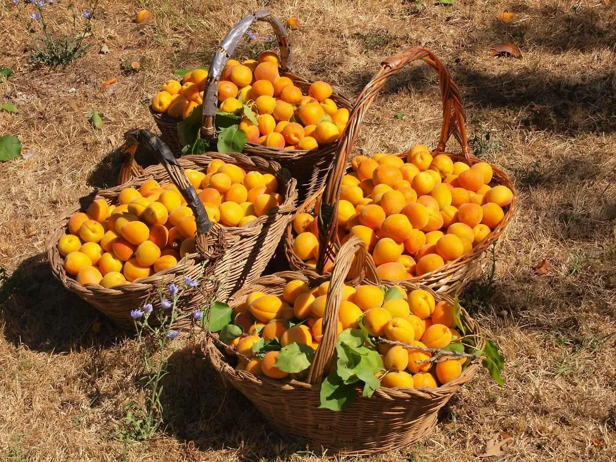 Agriturismo La Roverella Monteroni dʼArbia Olaszország